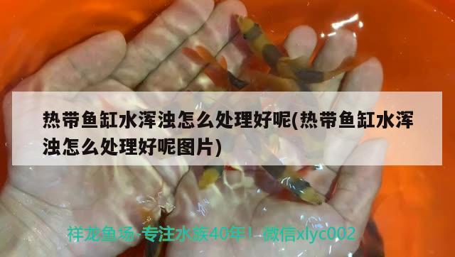 淄博博山城西春辉水族渔具用品店 全国水族馆企业名录 第3张