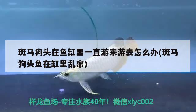 蚌埠观赏鱼市场看看潮州电视台对印尼华人渔场的采访透漏红龙的出厂价格