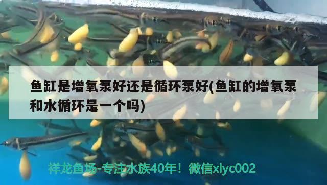 鱼缸里净水剂什么牌子的好一点：鱼缸净水剂哪种好 广州水族批发市场 第2张