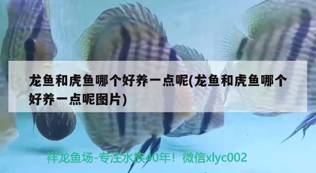 杭州金龙鱼经销商电话：金龙鱼杭州生产基地 养鱼的好处 第1张