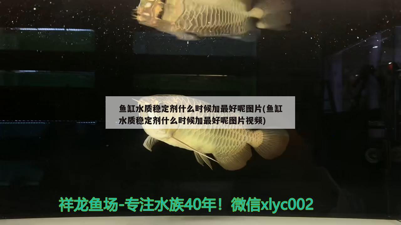 鱼缸水质稳定剂什么时候加最好呢图片(鱼缸水质稳定剂什么时候加最好呢图片视频) 帝王迷宫鱼