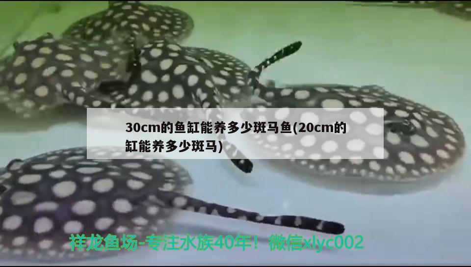 30cm的鱼缸能养多少斑马鱼(20cm的缸能养多少斑马)
