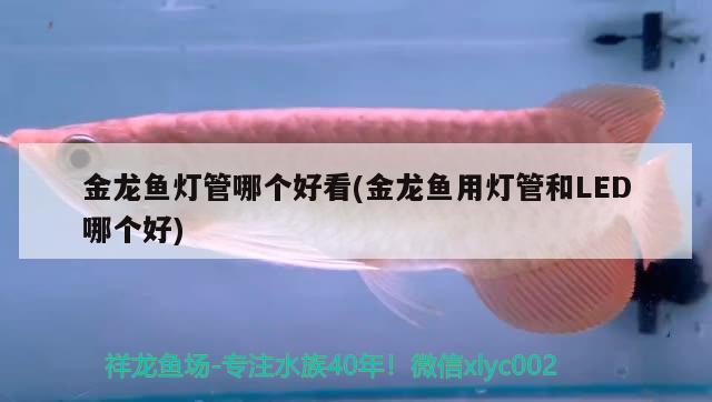宿州鱼缸实体店在哪里（四川有火锅，北京有烤鸭，上海有小笼包，扬） 全国水族馆企业名录 第2张