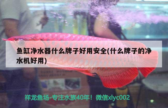 桂林观赏鱼市场一龙三虎五鲨