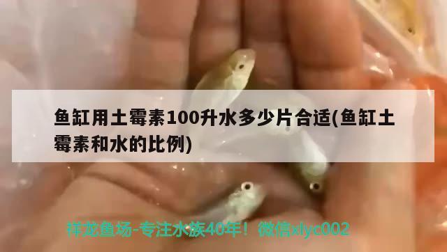 广州鱼缸批发市场龙混三湖可以吗？