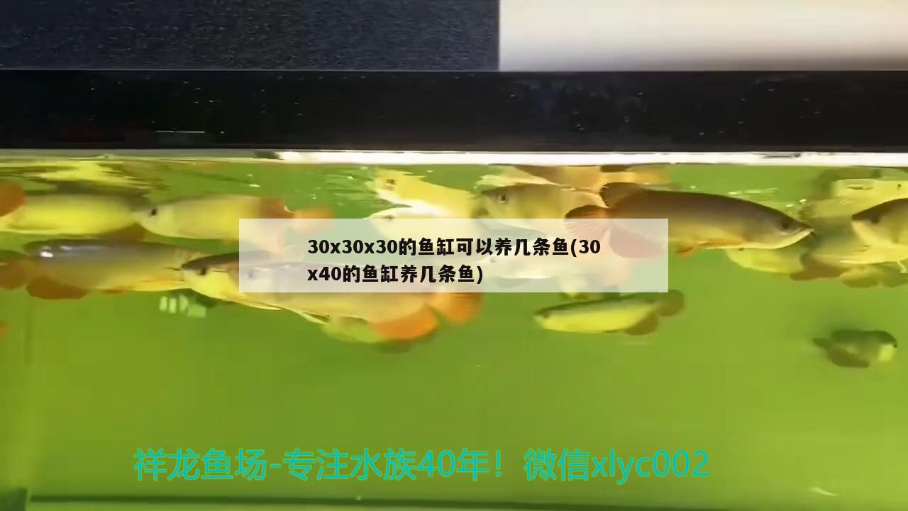 30x30x30的鱼缸可以养几条鱼(30x40的鱼缸养几条鱼)