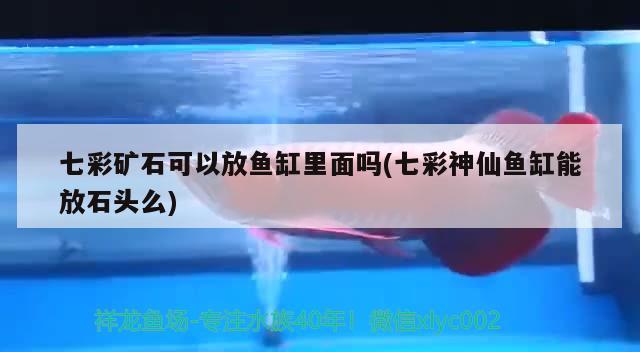 永州水族馆1米5方缸系统 肺鱼 第2张