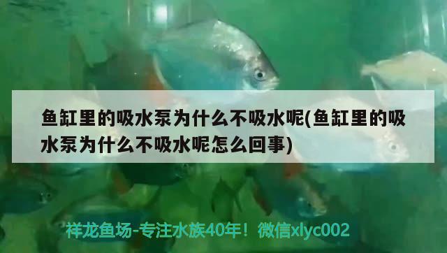 鱼缸里的吸水泵为什么不吸水呢(鱼缸里的吸水泵为什么不吸水呢怎么回事) 广州祥龙国际水族贸易