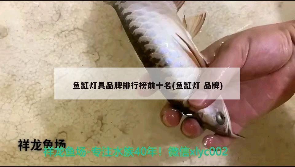 德宏傣族景颇族自治州观赏鱼市场体型完美 观赏鱼市场（混养鱼） 第2张