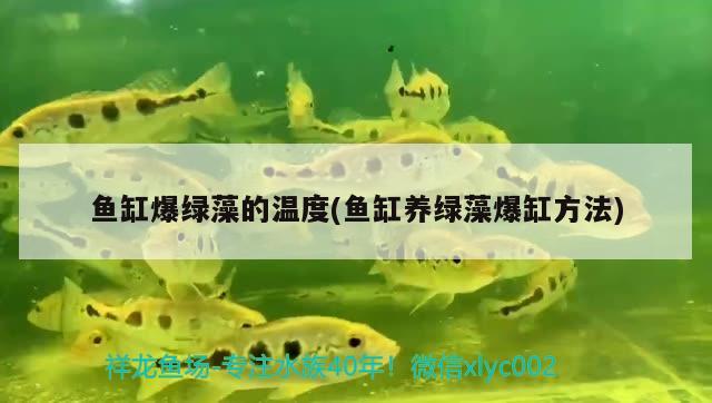 鱼缸爆绿藻的温度(鱼缸养绿藻爆缸方法)