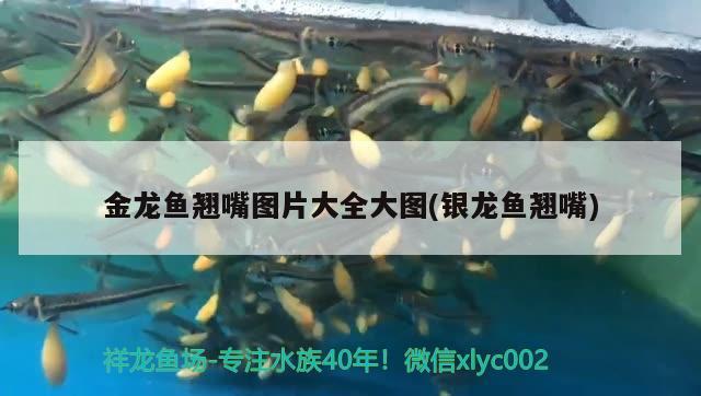 金龙鱼和皇冠鱼可以混养吗（金龙鱼和皇冠鱼可以混养吗视频） 广州龙鱼批发市场 第3张
