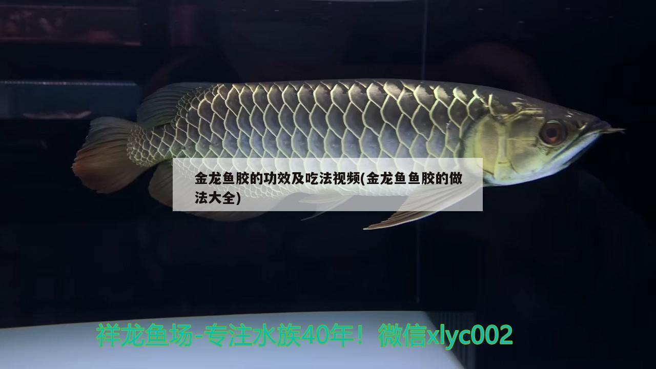 金龙鱼和皇冠鱼可以混养吗（金龙鱼和皇冠鱼可以混养吗视频） 广州龙鱼批发市场 第1张