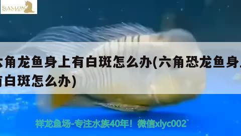 银龙鱼身上长白点用什么药治疗，银龙鱼身上长白点用什么药治疗好 银龙鱼 第2张