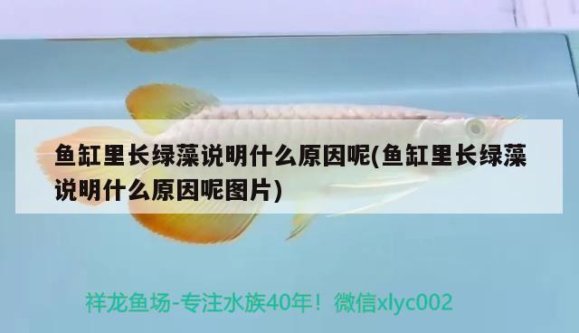 银龙鱼的品种，银龙鱼品种介绍图片大全