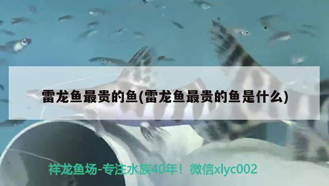 落地式鱼缸价格及图片：落地式鱼缸价格及图片 广州水族批发市场 第2张