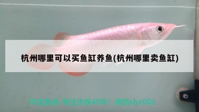 杭州哪里可以买鱼缸养鱼(杭州哪里卖鱼缸)