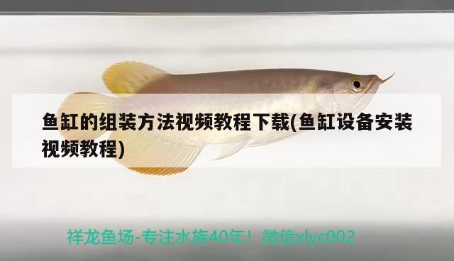 鹦鹉鱼鱼缸水发黄：鹦鹉鱼鱼缸水发黄怎么能变清