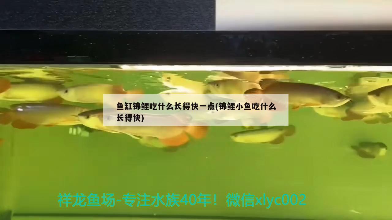 汕头观赏鱼市场小锦鲤成长记锦鲤圈 观赏鱼市场（混养鱼） 第2张