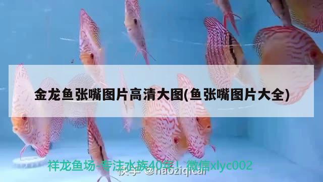 无锡鱼缸玻璃哪里买的便宜 无锡东阳木雕在哪里有卖 养鱼的好处 第3张