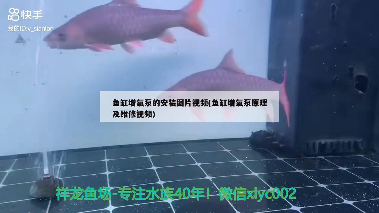鱼缸增氧泵的安装图片视频(鱼缸增氧泵原理及维修视频)