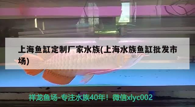 上海鱼缸定制厂家水族(上海水族鱼缸批发市场) 观赏鱼水族批发市场