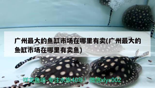 广州最大的鱼缸市场在哪里有卖(广州最大的鱼缸市场在哪里有卖鱼)