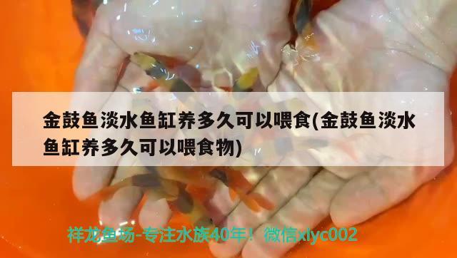 金鼓鱼淡水鱼缸养多久可以喂食(金鼓鱼淡水鱼缸养多久可以喂食物)