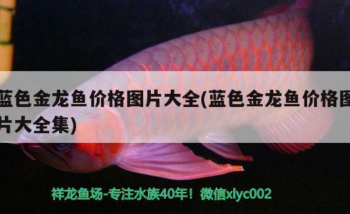 庆阳水族馆长城杯世界罗汉鱼锦标赛网络赛报名开启