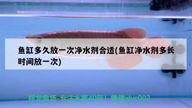 鱼缸多久放一次净水剂合适(鱼缸净水剂多长时间放一次) 黑帝王魟鱼