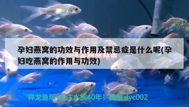 惠州哪里有卖鱼缸的市场啊多少钱：惠州鱼缸厂 观赏鱼市场 第1张