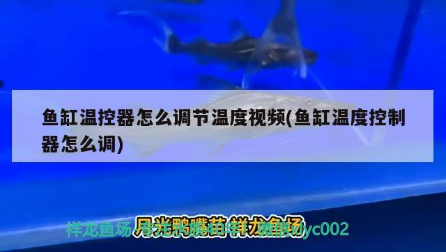 永川鱼缸玻璃厂电话地址是多少（永川区玻璃厂） 白子球鲨鱼 第3张
