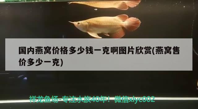鱼缸在哪里卖好（ 鱼缸一般去哪里买） 广州水族批发市场