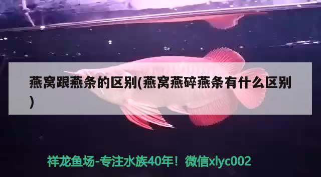 延边朝鲜族自治州龙鱼:中国有几个延边省 观赏鱼企业目录 第3张
