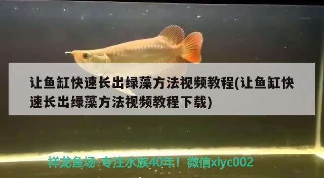 让鱼缸快速长出绿藻方法视频教程(让鱼缸快速长出绿藻方法视频教程下载)