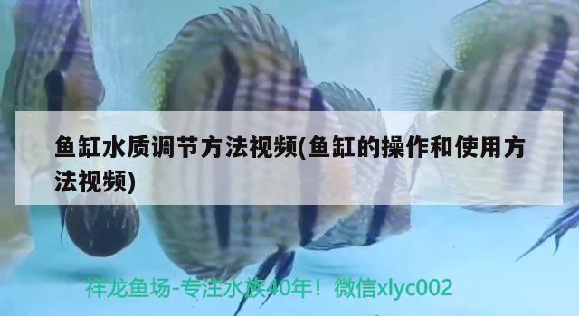 鱼缸水质调节方法视频(鱼缸的操作和使用方法视频) 白子银版鱼苗