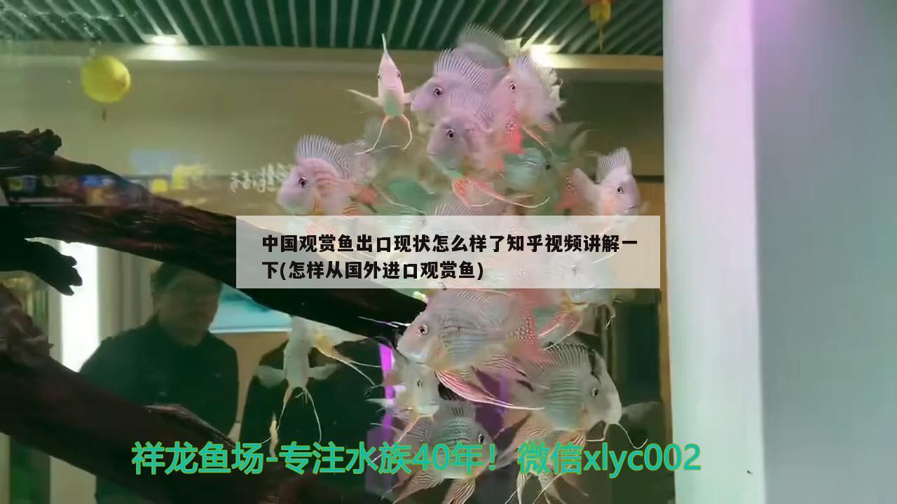 菏泽水族馆每天的日常锦鲤圈 七彩神仙鱼 第2张