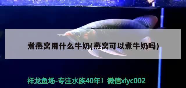 广州水族馆加里曼丹龙