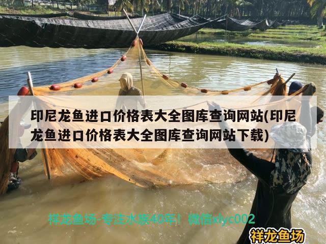 广州水族批发市场养了两个月了大了一点点 观赏鱼水族批发市场 第2张