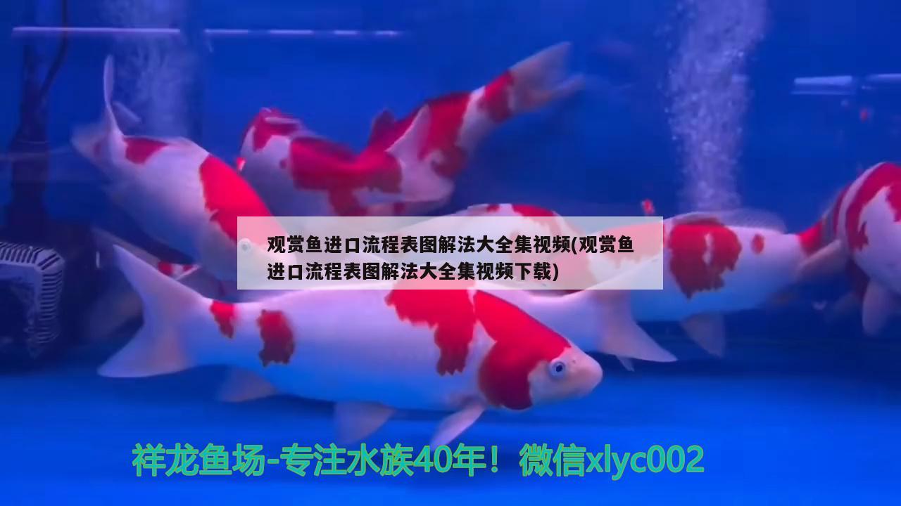 鞍山经济开发区精灵宝贝宠物店 全国水族馆企业名录 第2张