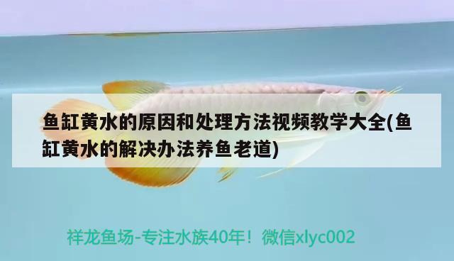 鱼缸黄水的原因和处理方法视频教学大全(鱼缸黄水的解决办法养鱼老道) 一眉道人鱼苗
