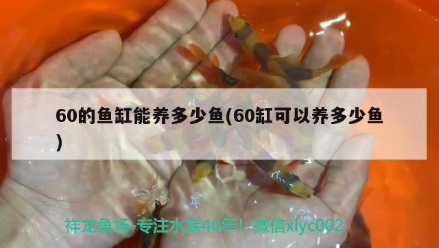 60的鱼缸能养多少鱼(60缸可以养多少鱼) 广州观赏鱼批发市场