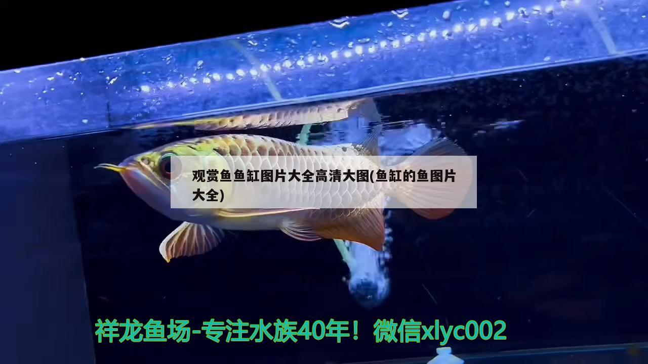 观赏鱼鱼缸图片大全高清大图(鱼缸的鱼图片大全) 赤荔凤冠鱼