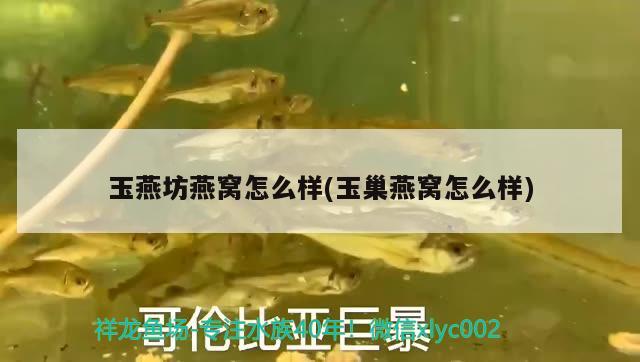 潮州观赏鱼市场说鱼搜鱼PK