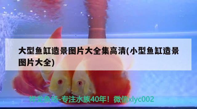 紫砂鱼缸如何养青苔植物：紫砂花盆养鱼 广州水族批发市场 第2张
