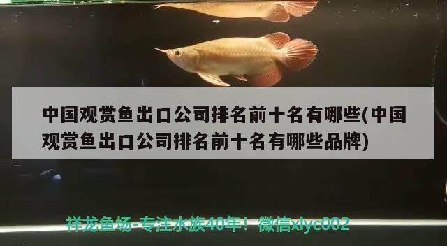 狗头鱼可以和龙鱼混养吗图片欣赏视频 狗头鱼和金龙鱼能混养吗