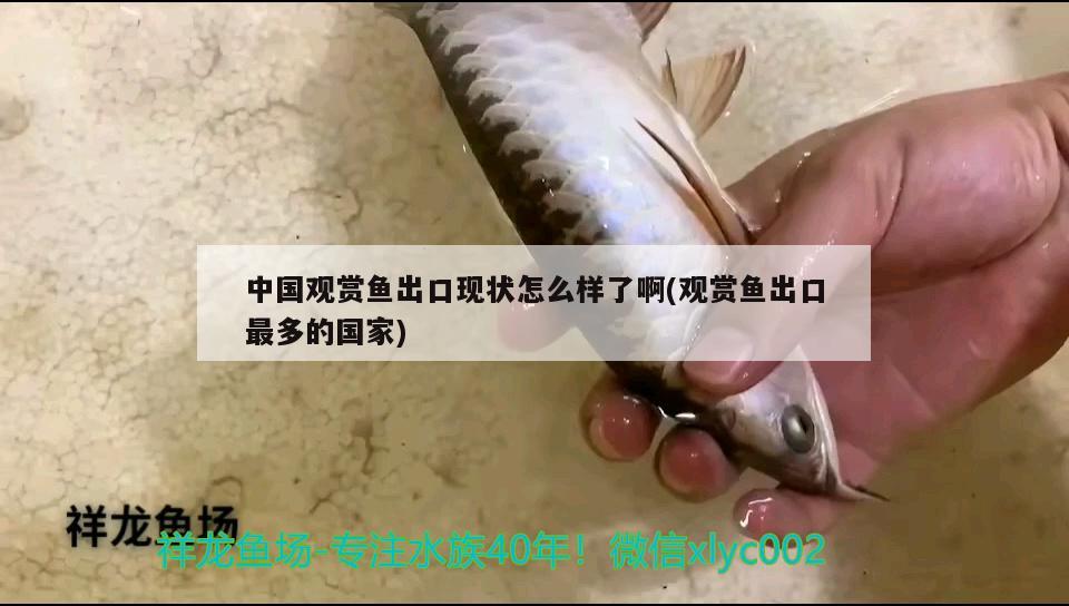 扬州观赏鱼市场喂猪鼻龟有什么好处
