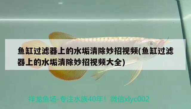 广州观赏鱼批发市场高手帮忙看看是不是要退沙啊