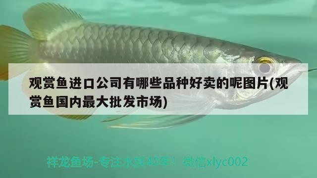北京观赏鱼 观赏鱼企业目录 第2张