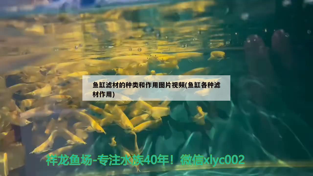 鱼缸滤材的种类和作用图片视频(鱼缸各种滤材作用)