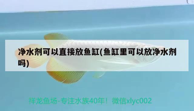 净水剂可以直接放鱼缸(鱼缸里可以放净水剂吗) 广州祥龙国际水族贸易